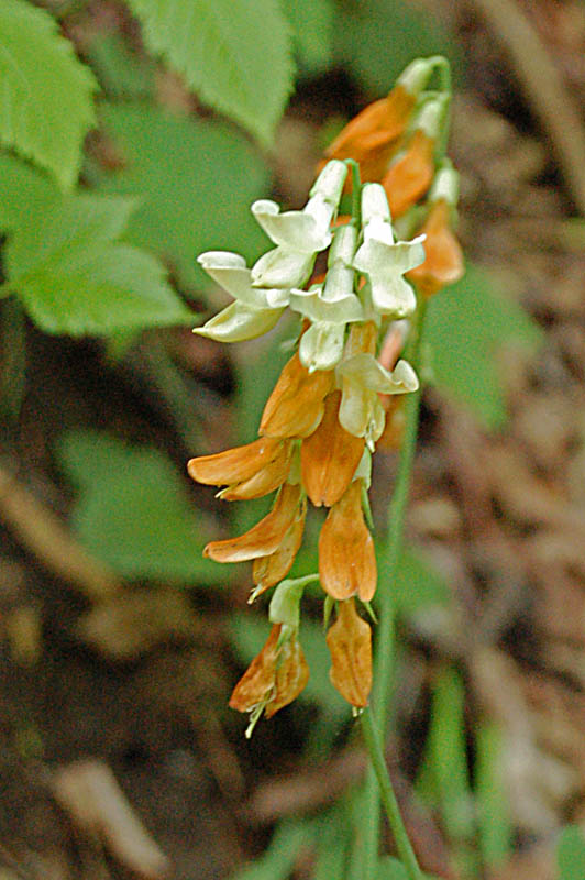 Lathyrus laevigatus subsp. occidentalis  / Cicerchia gialla